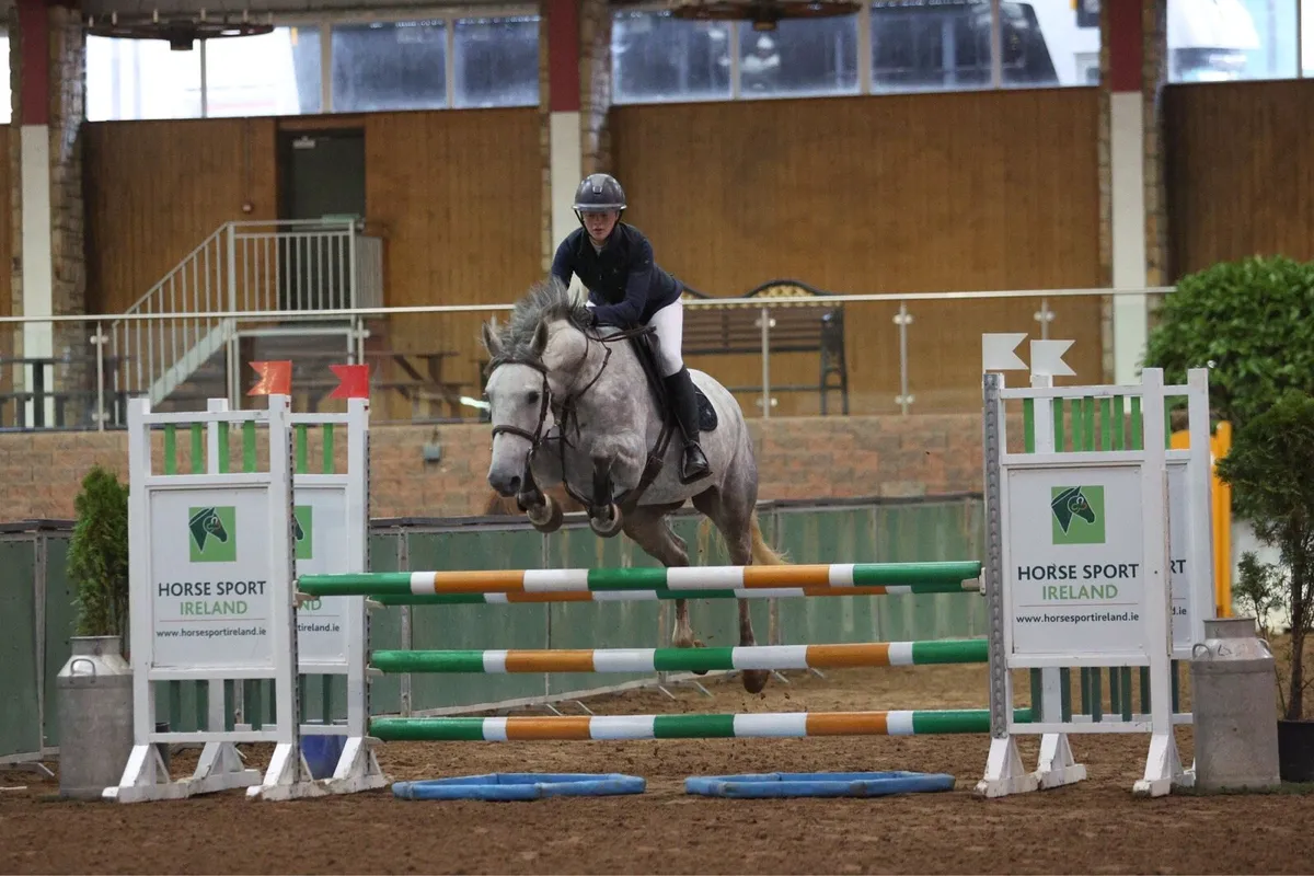 5yo TIH Mare - Image 3