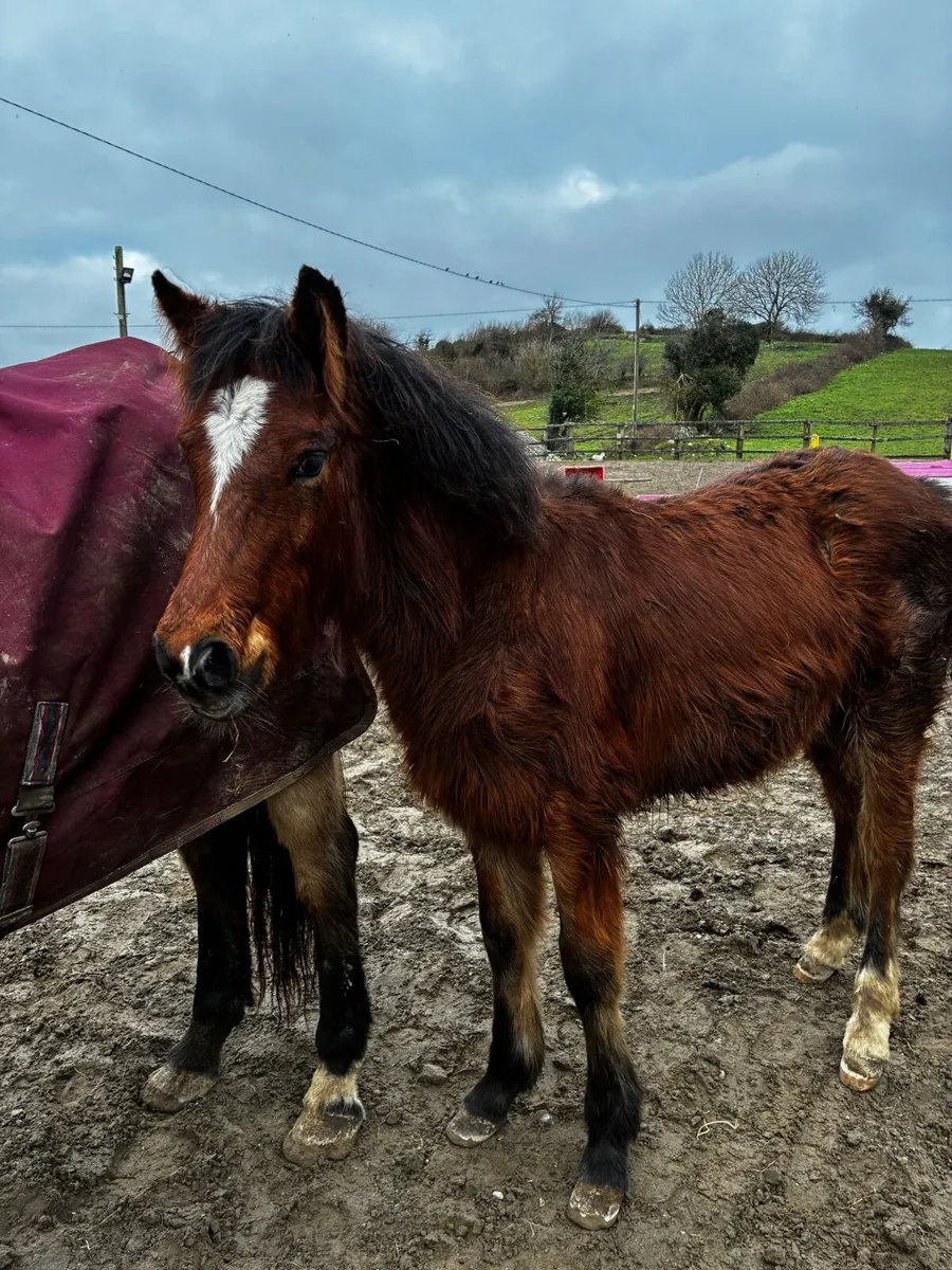 Smart 14.2hh Mare and Foal - Image 1