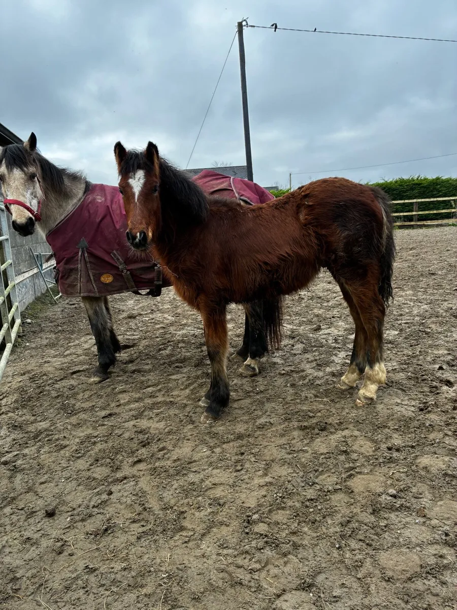 Smart 14.2hh Mare and Foal - Image 4