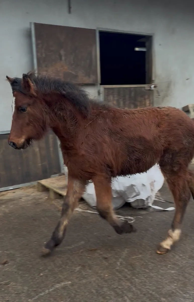 Smart 14.2hh Mare and Foal - Image 3
