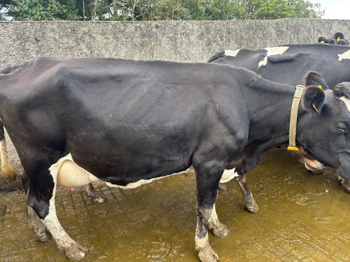 Jex/Frx incalf cows - Image 2