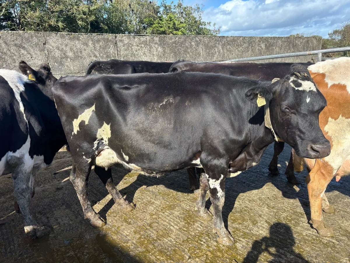 Jex/Frx incalf cows - Image 4