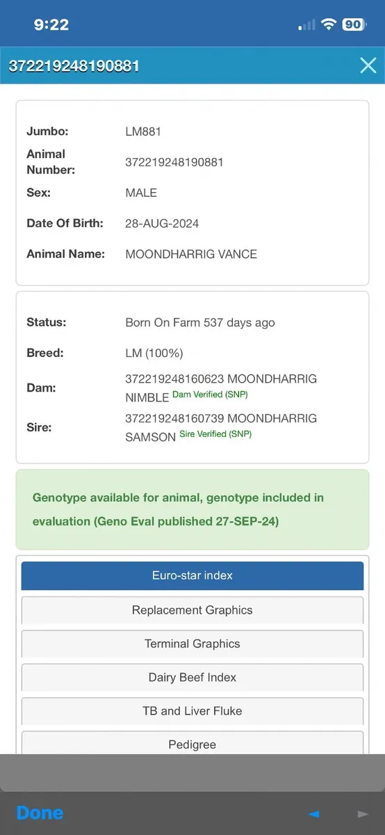 Pbr limousine Bull - Image 3