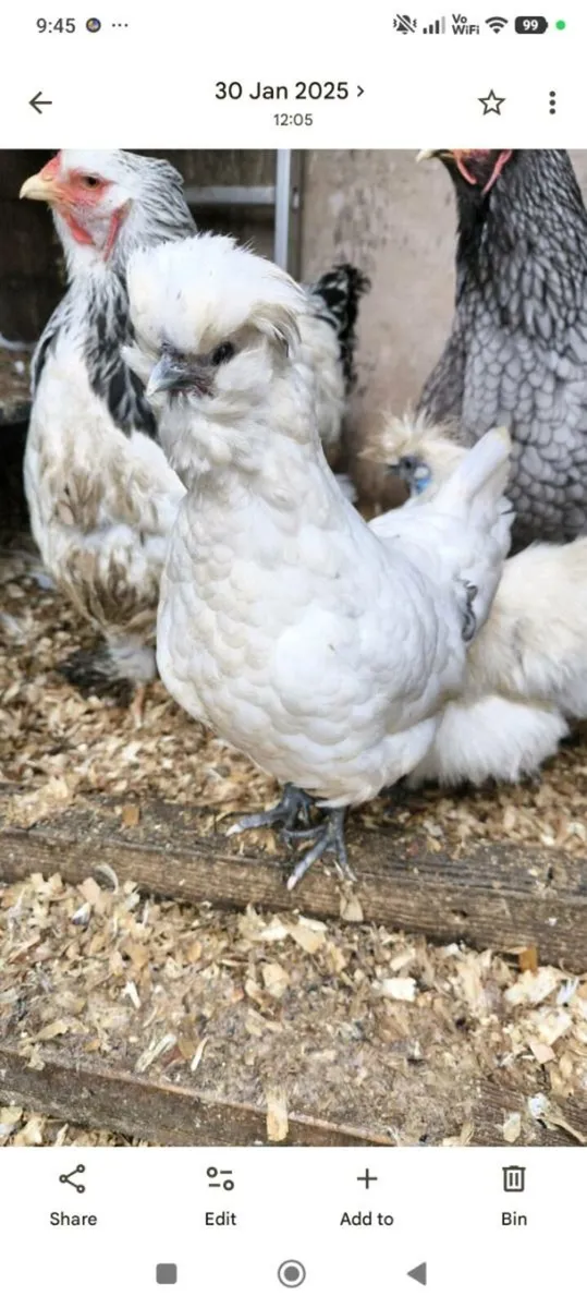 Broody hens - Image 1