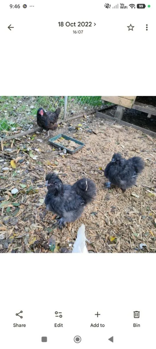 Broody hens - Image 2