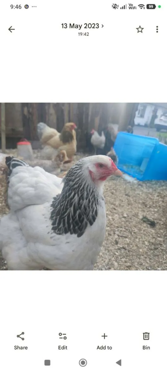 Broody hens - Image 3