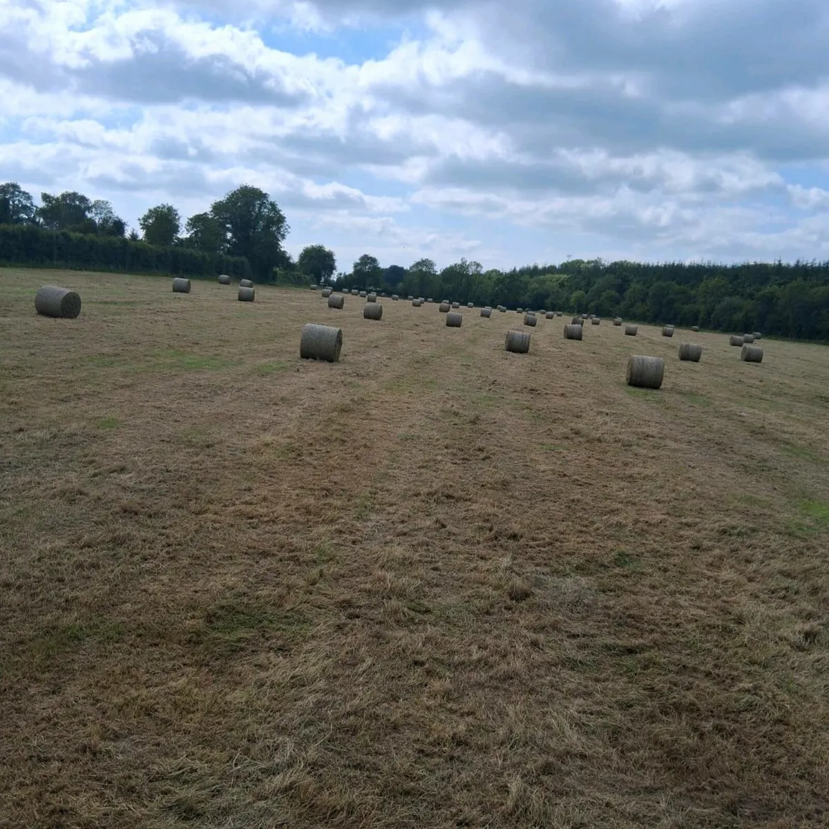 Round bales of hay - Image 2