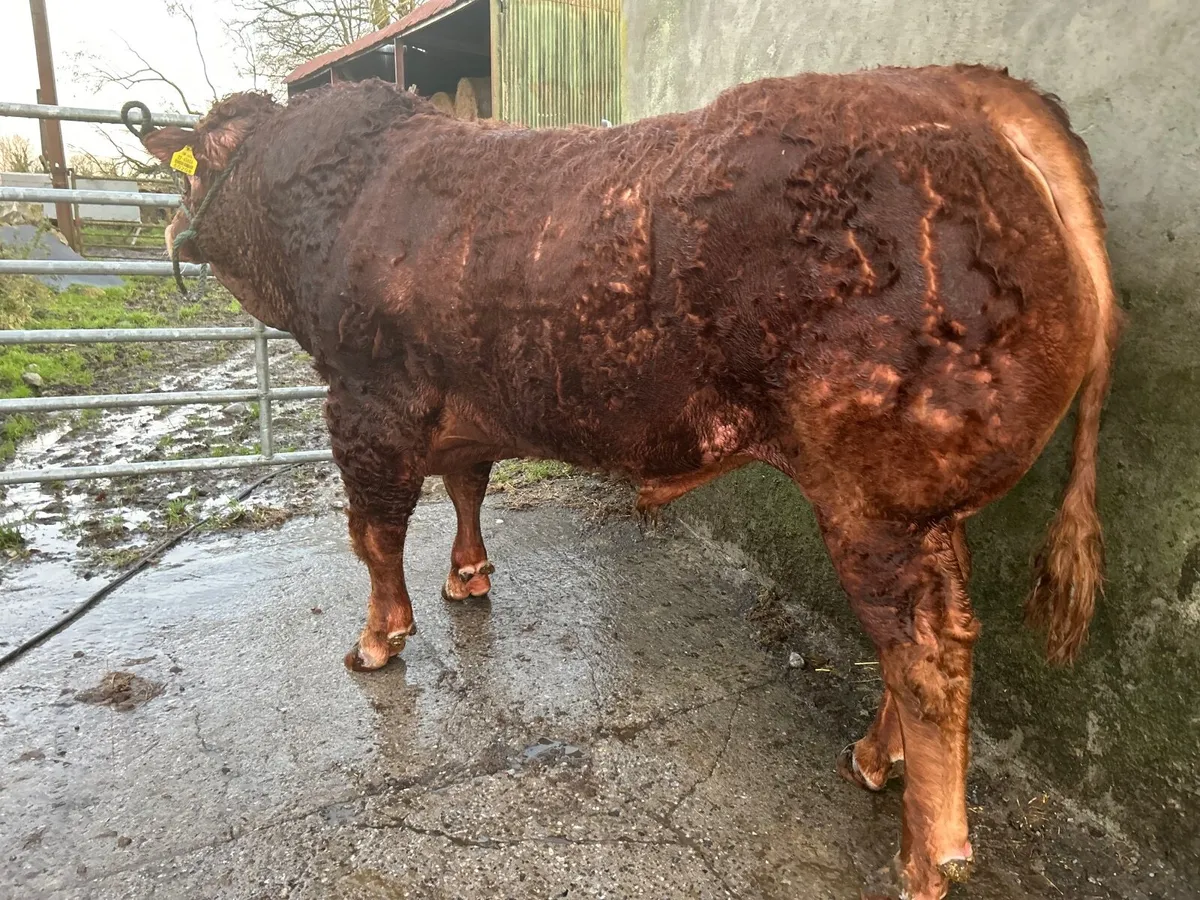 PBR Limousin Bulls for Sale - Image 2