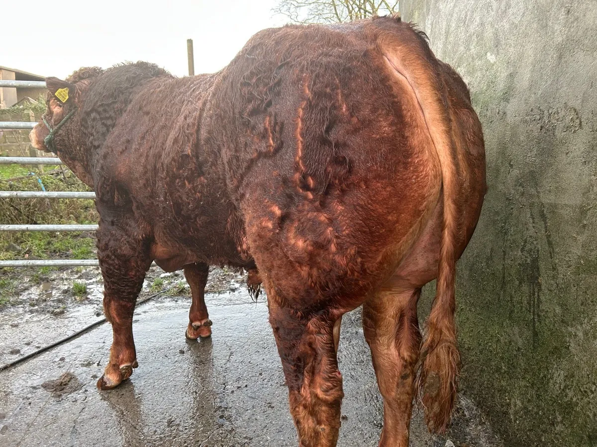 PBR Limousin Bulls for Sale - Image 3