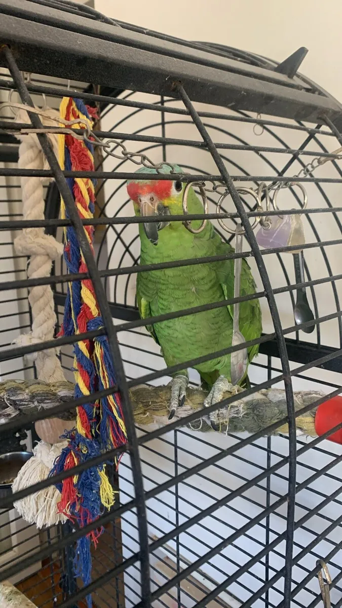 Red-Lored Amazon Parrot + cage - Image 1