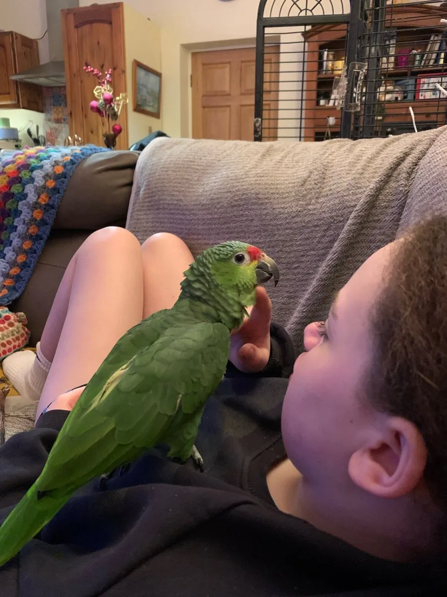 Red-Lored Amazon Parrot + cage - Image 2