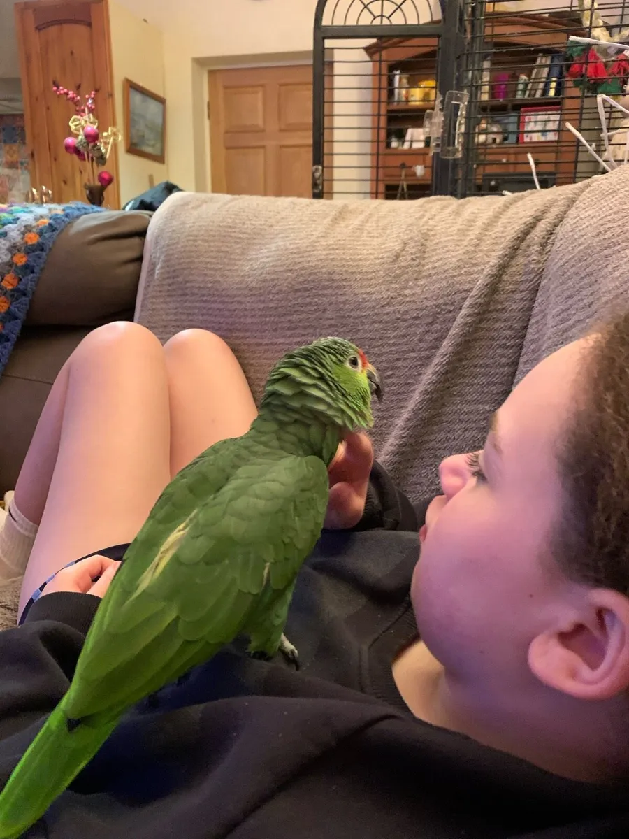 Red-Lored Amazon Parrot + cage - Image 3