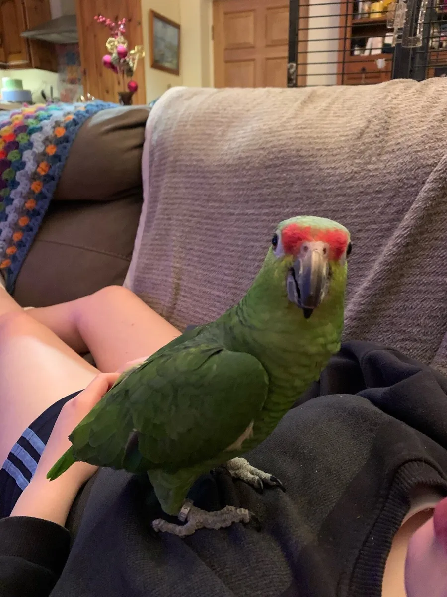 Red-Lored Amazon Parrot + cage - Image 4