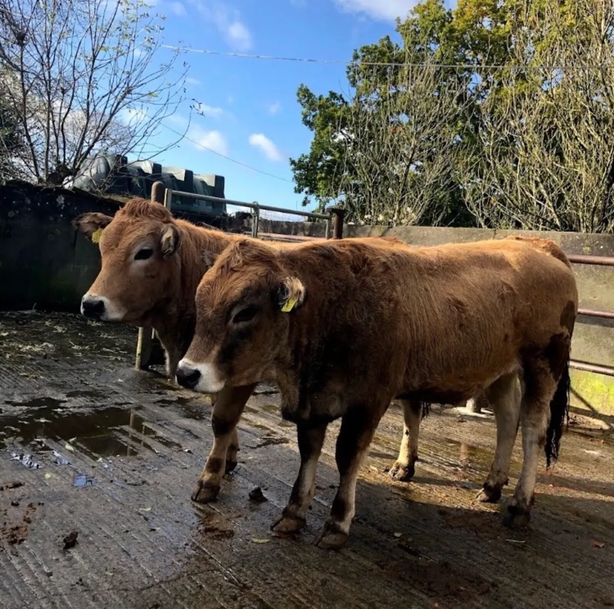 Aubrac Heifers - Image 2