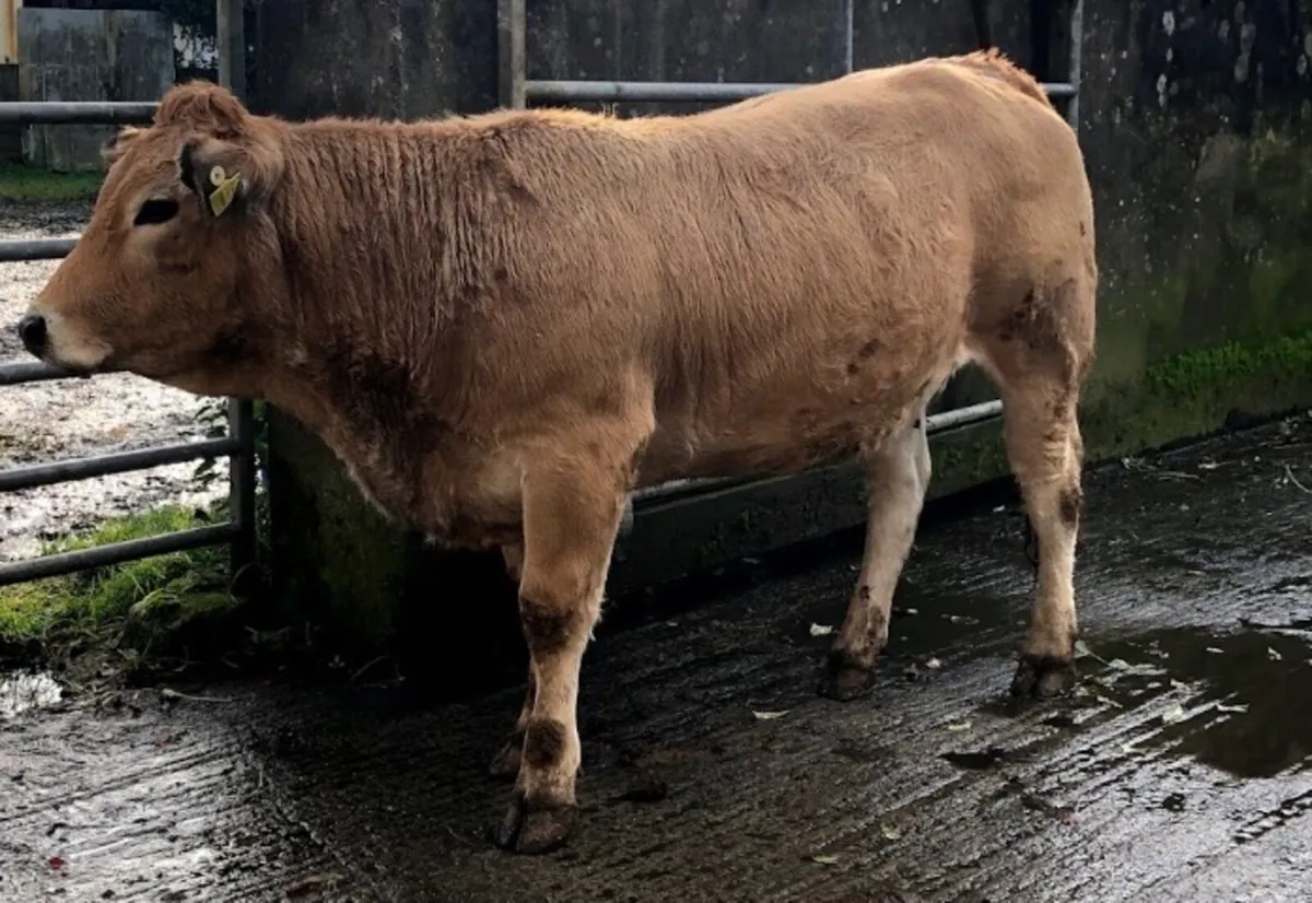 Aubrac Heifers - Image 3