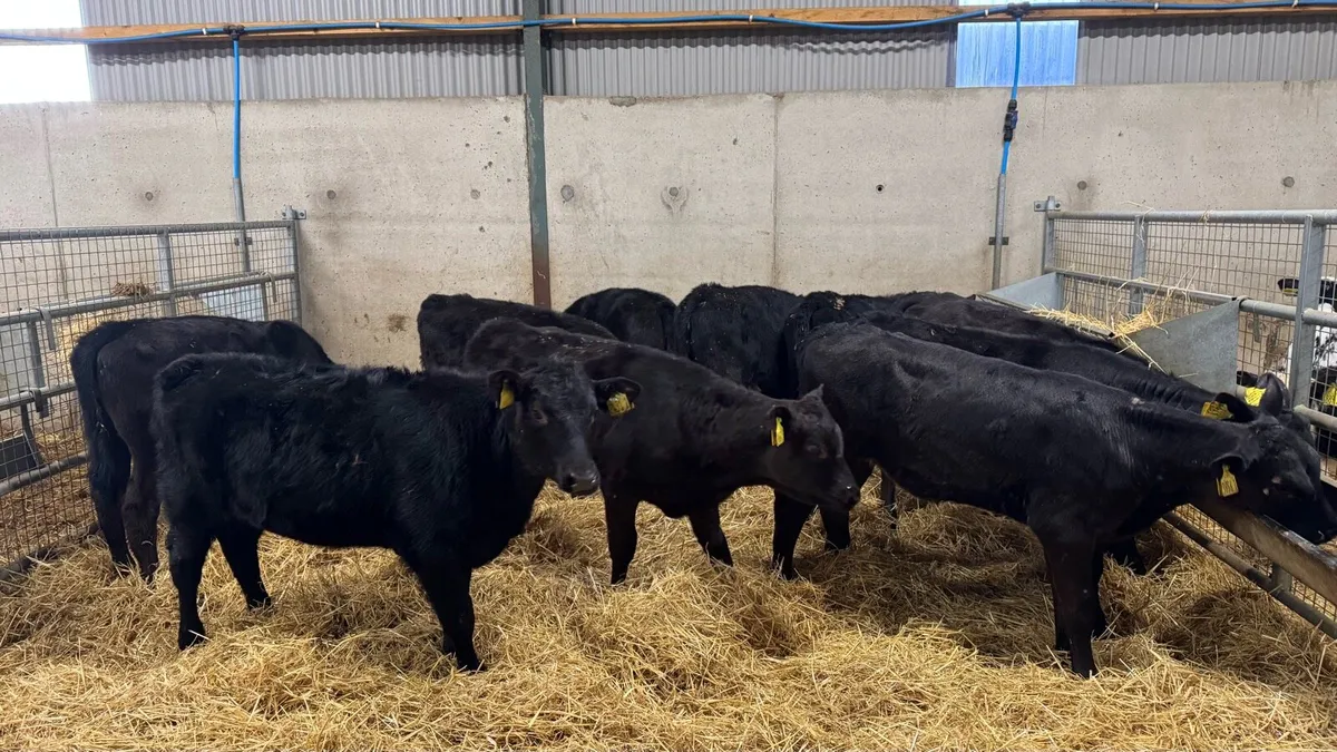 10 AA Heifers - Image 2