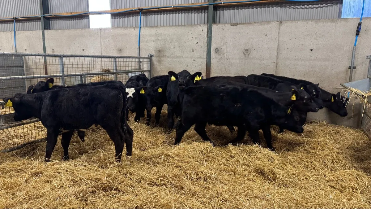 10 AA Heifers - Image 4