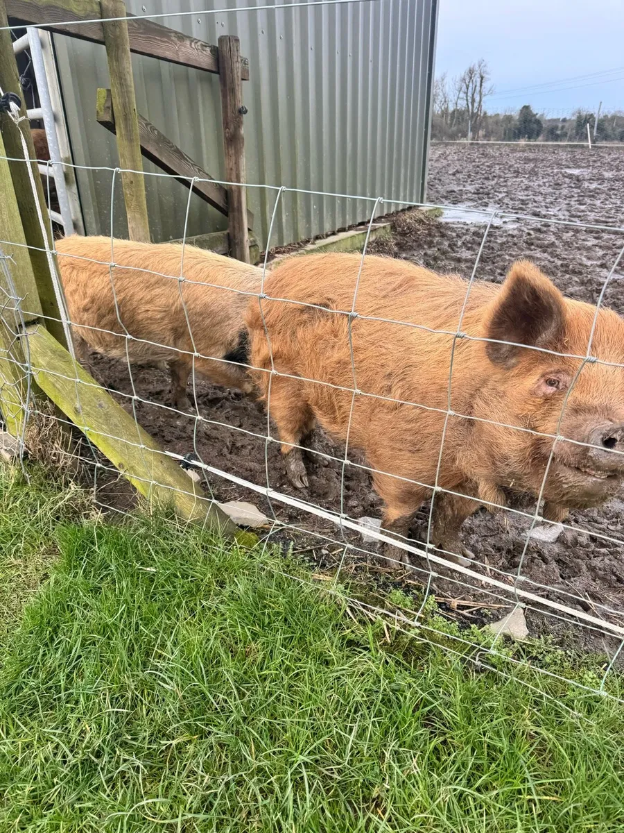 Pigs Kunekune - Image 2