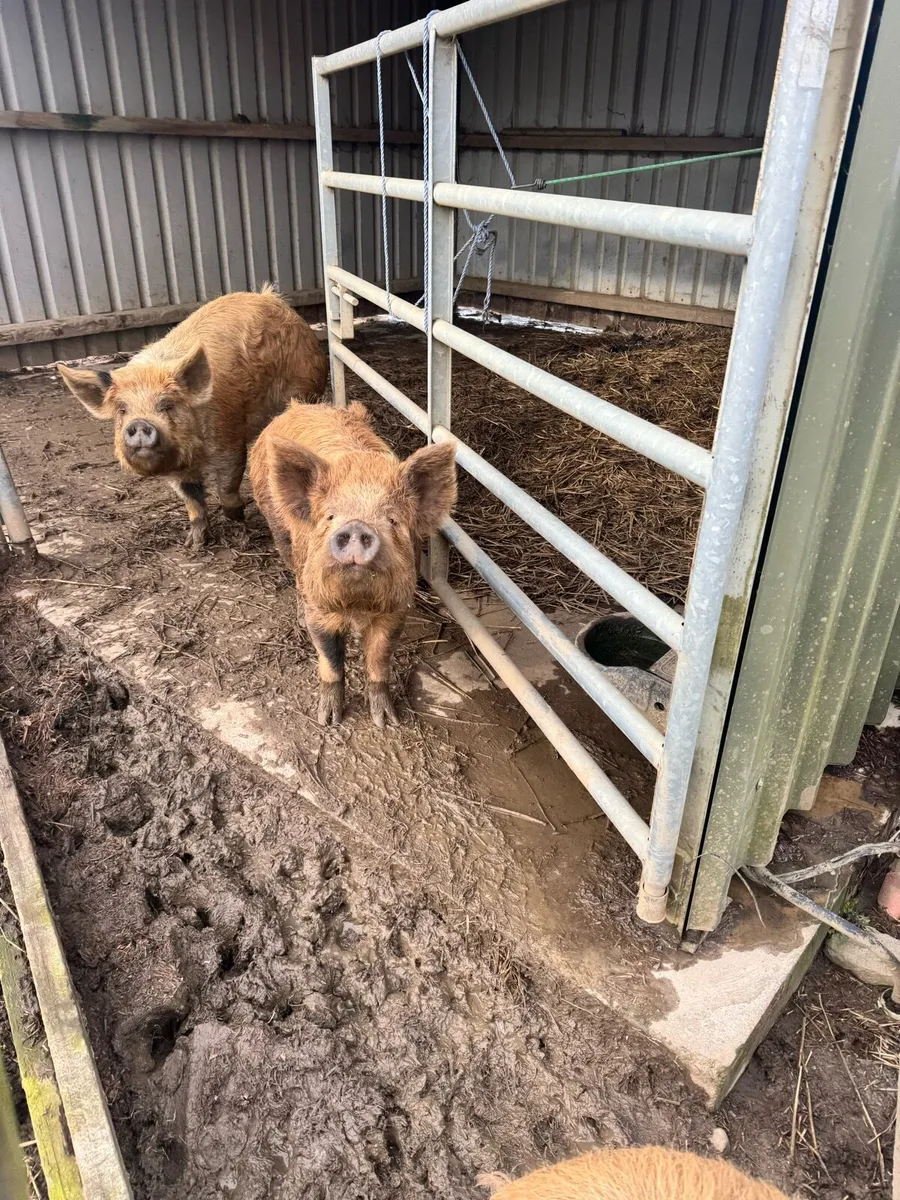 Pigs Kunekune - Image 3