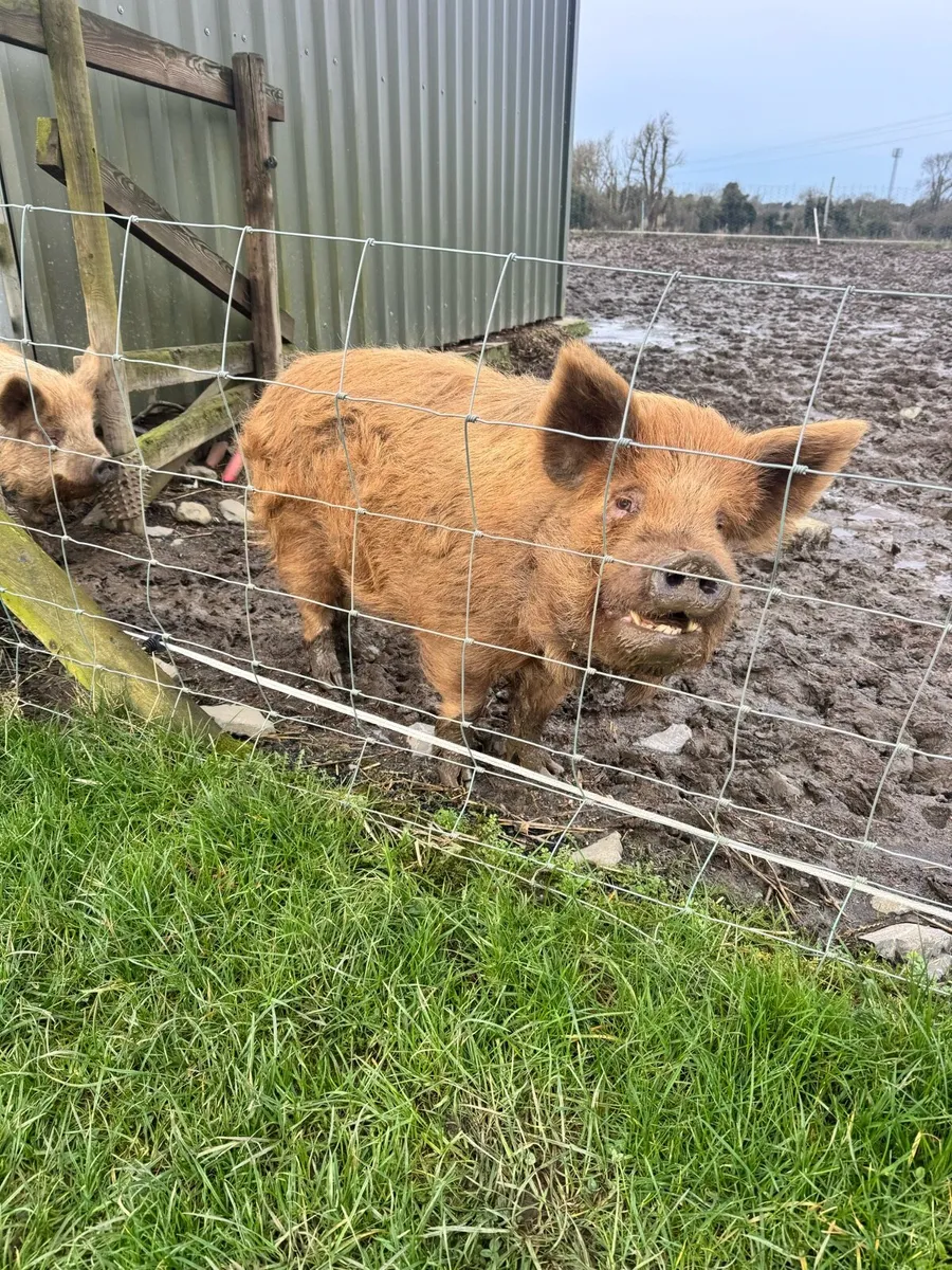 Pigs Kunekune - Image 1