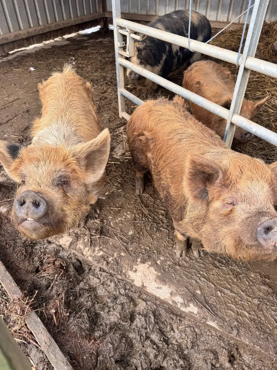 Pigs Kunekune - Image 4