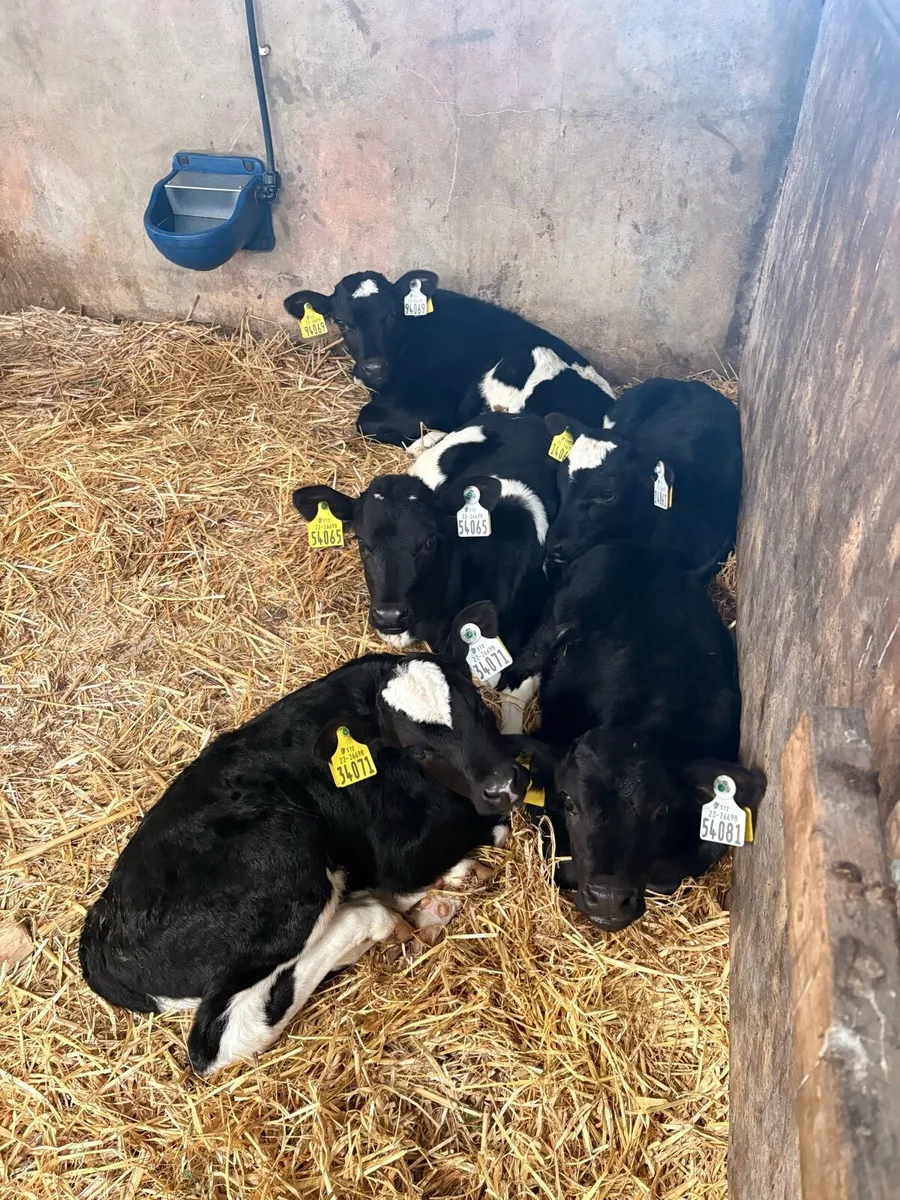 Fr heifer calves