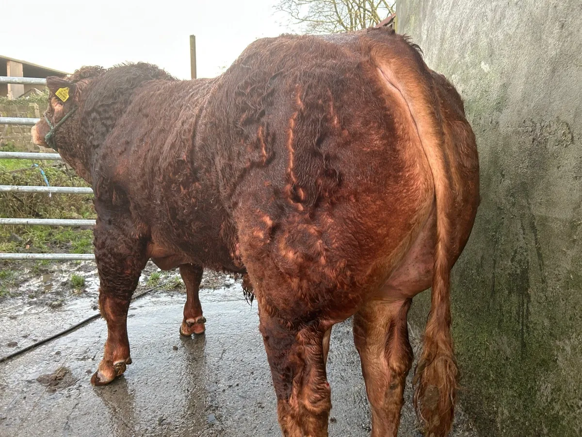 PBR Limousin Bulls for Sale - Image 1