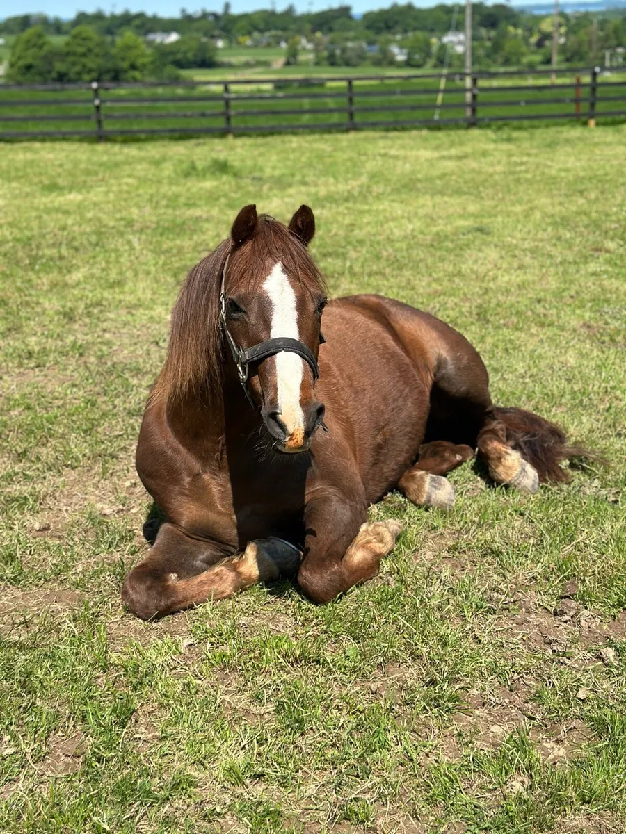 Pony for sale - Image 4