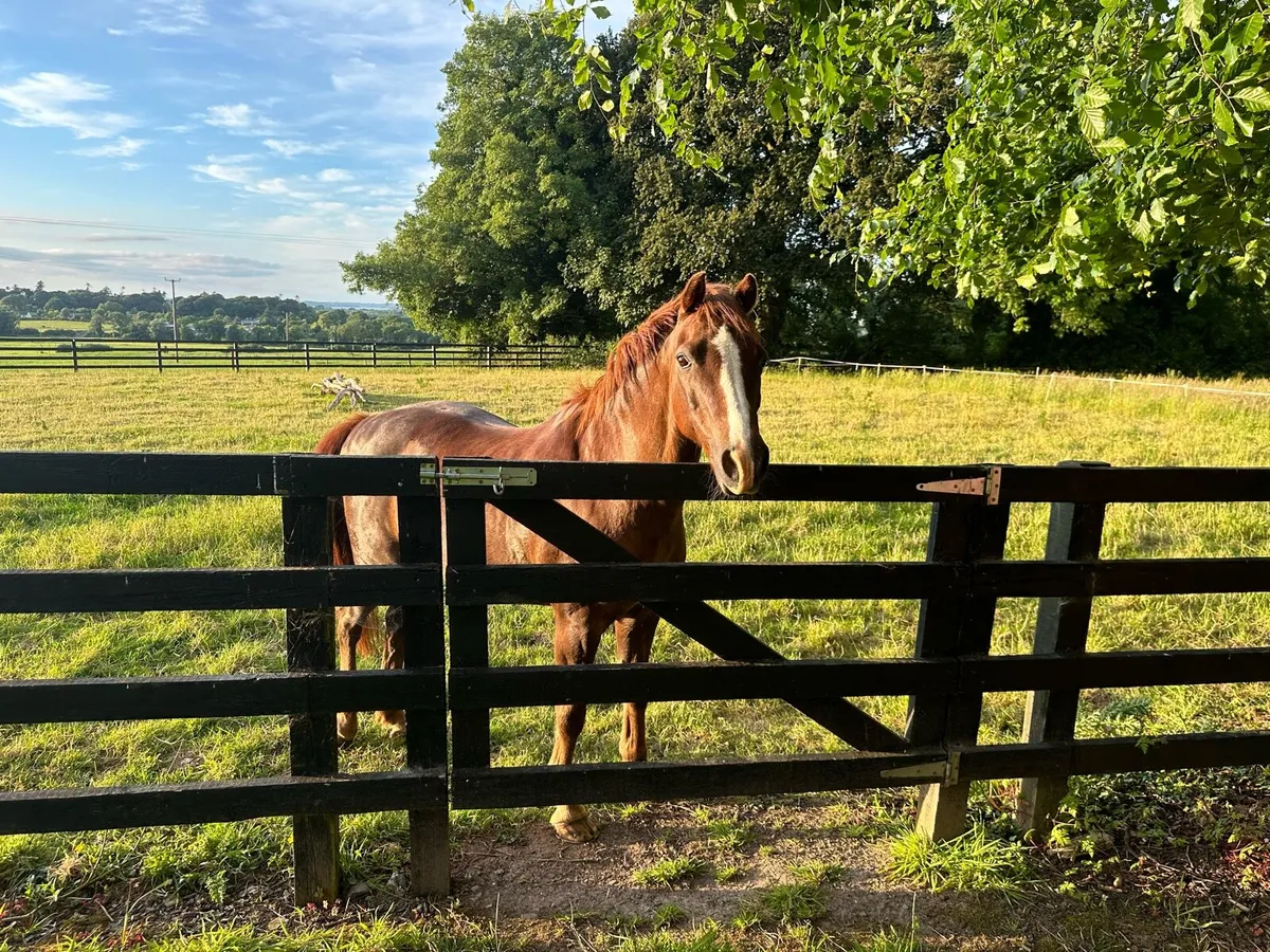 Pony for sale - Image 1