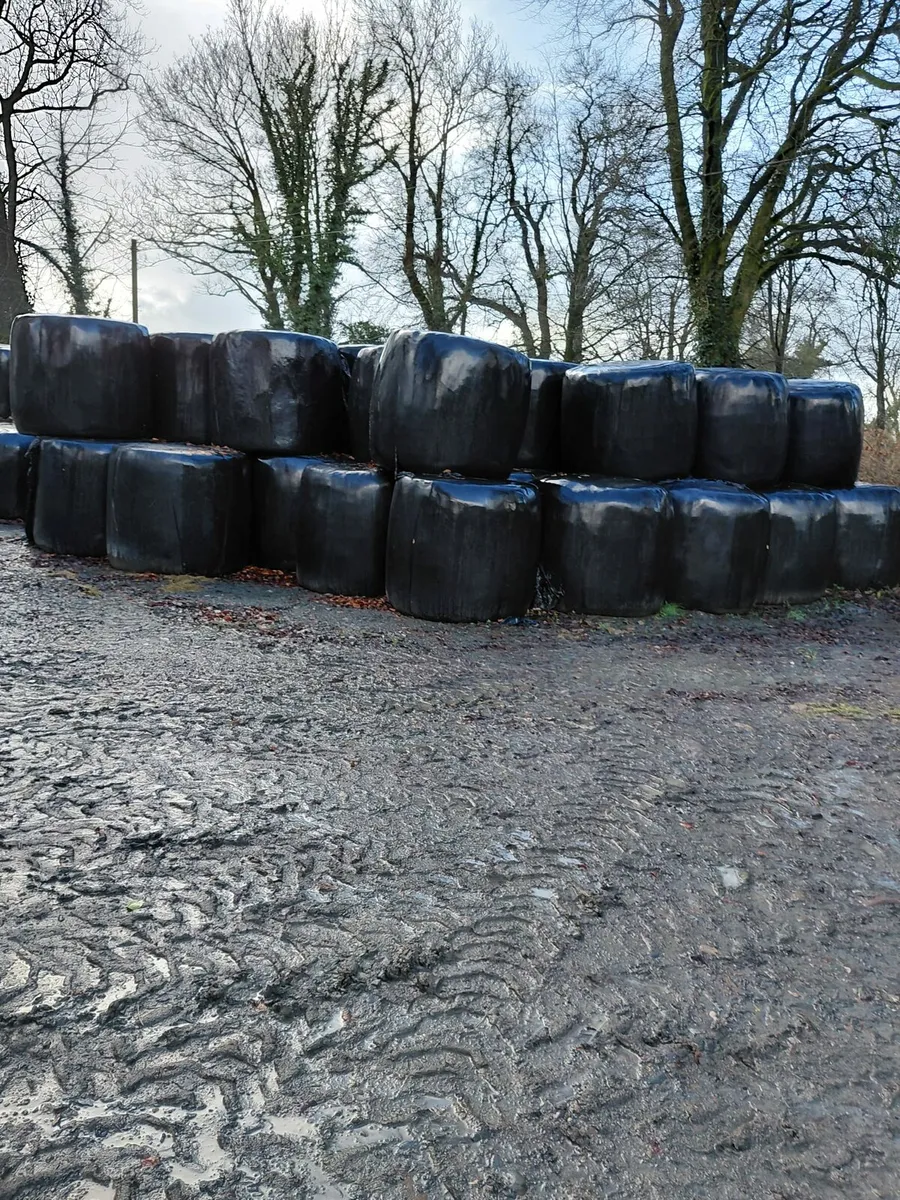 Bales of Top Quality silage - Image 1