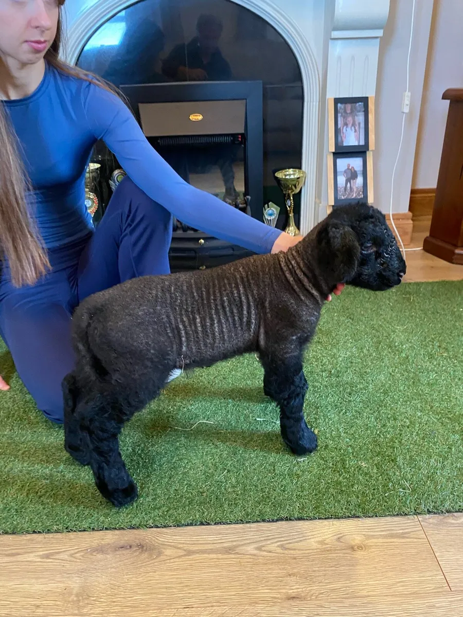 PEDIGREE SUFFOLK PET FOSTER RAM LAMB - Image 1