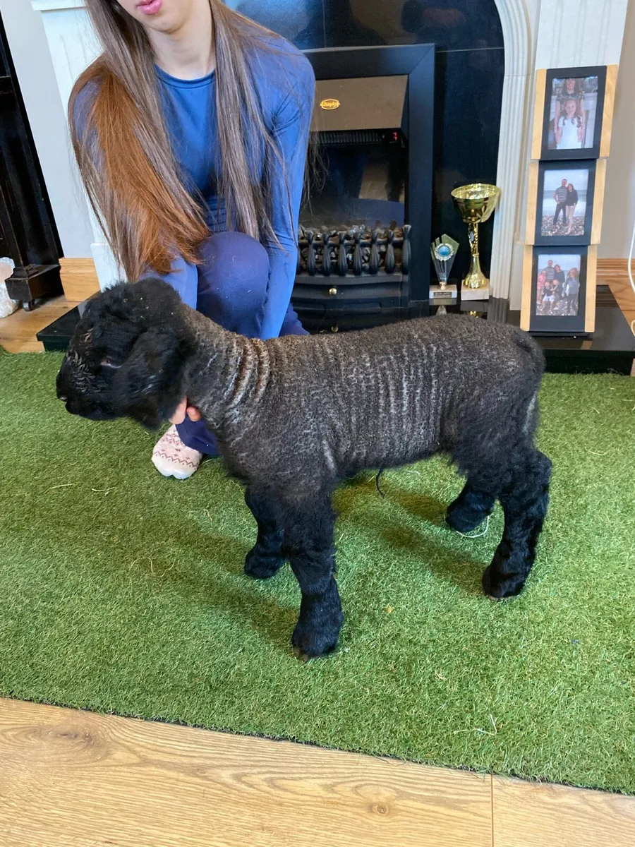 PEDIGREE SUFFOLK PET FOSTER RAM LAMB - Image 2