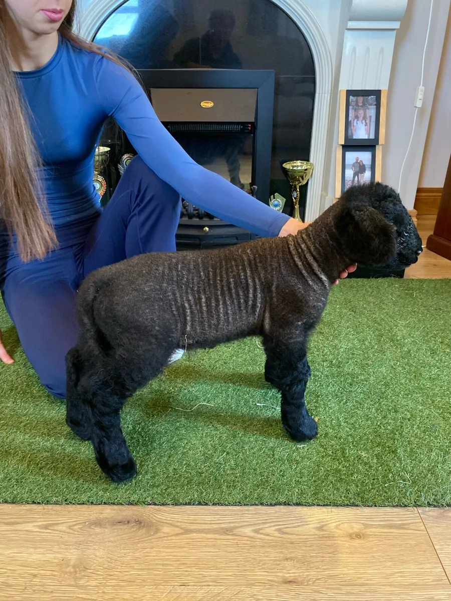 PEDIGREE SUFFOLK PET FOSTER RAM LAMB - Image 3