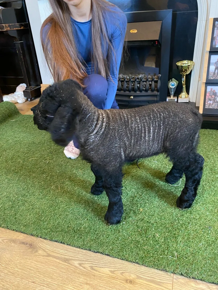 PEDIGREE SUFFOLK PET FOSTER RAM LAMB - Image 4