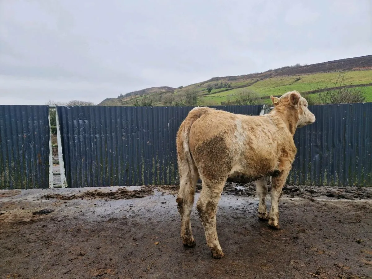 Simmental breeding heifer - Image 1