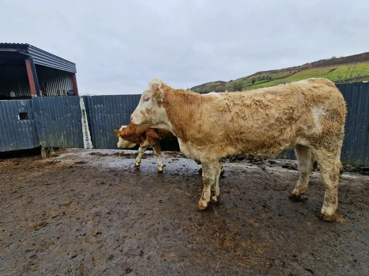 Simmental breeding heifer - Image 4