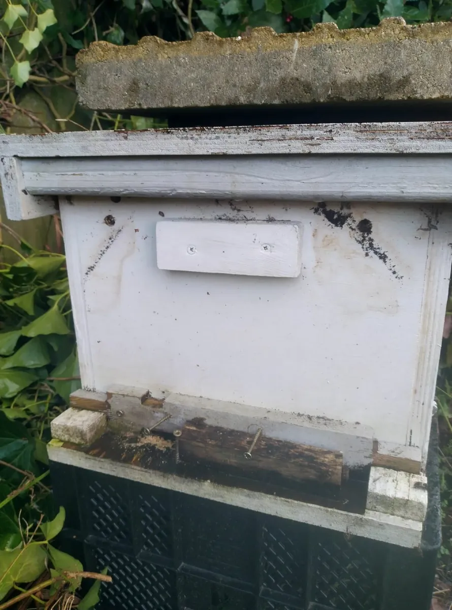 Beehive with bees - Image 1