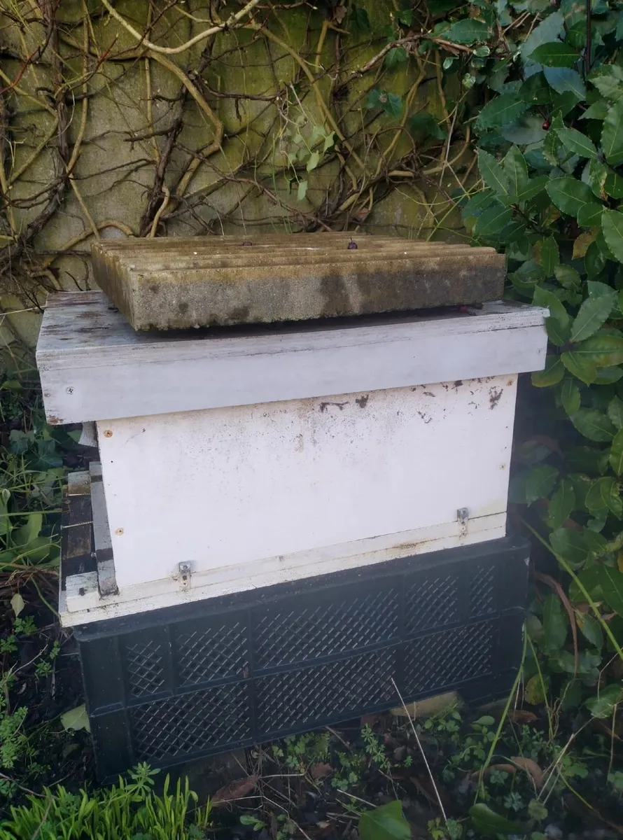 Beehive with bees - Image 2
