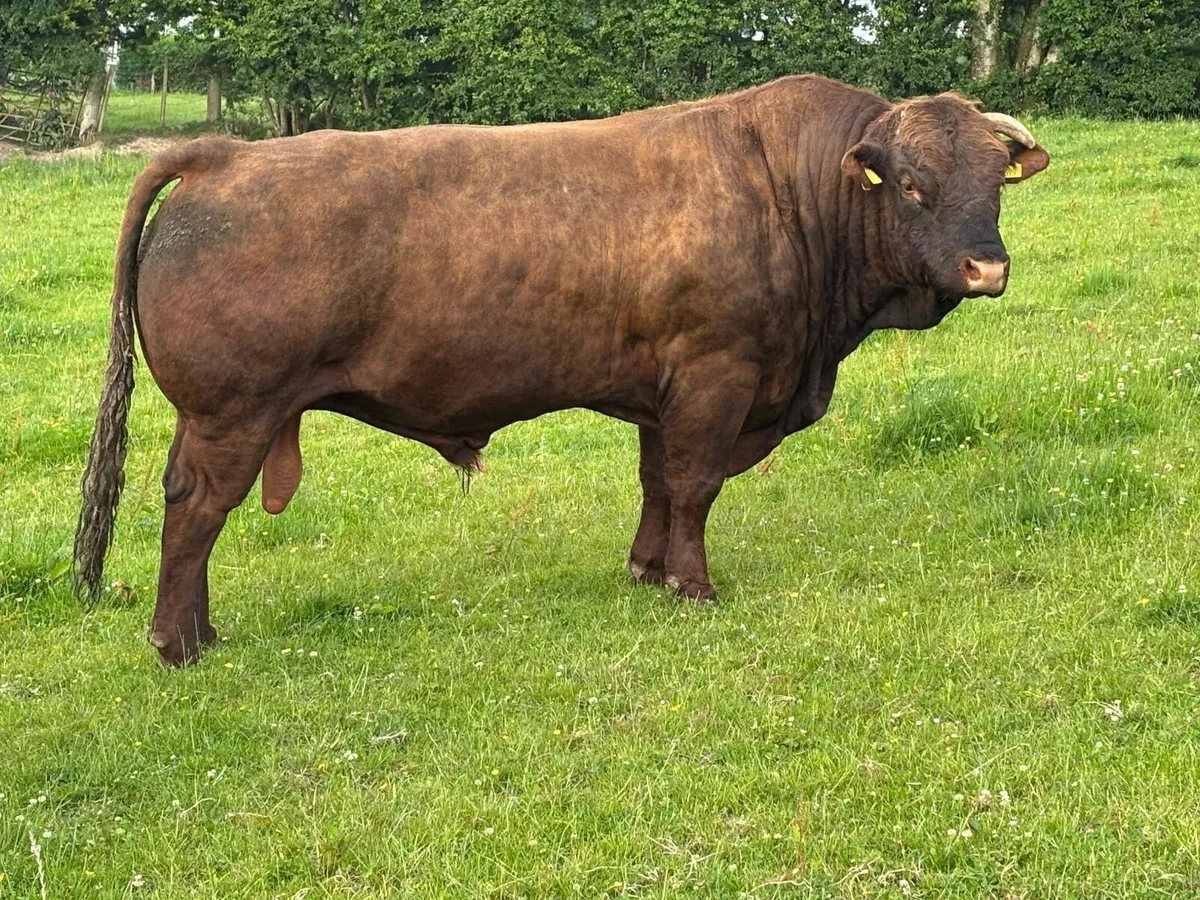 Salers Bulls - Image 2