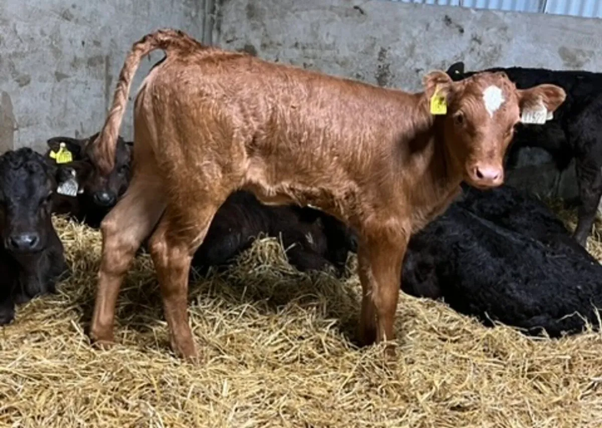 Limousin Calves - Image 1