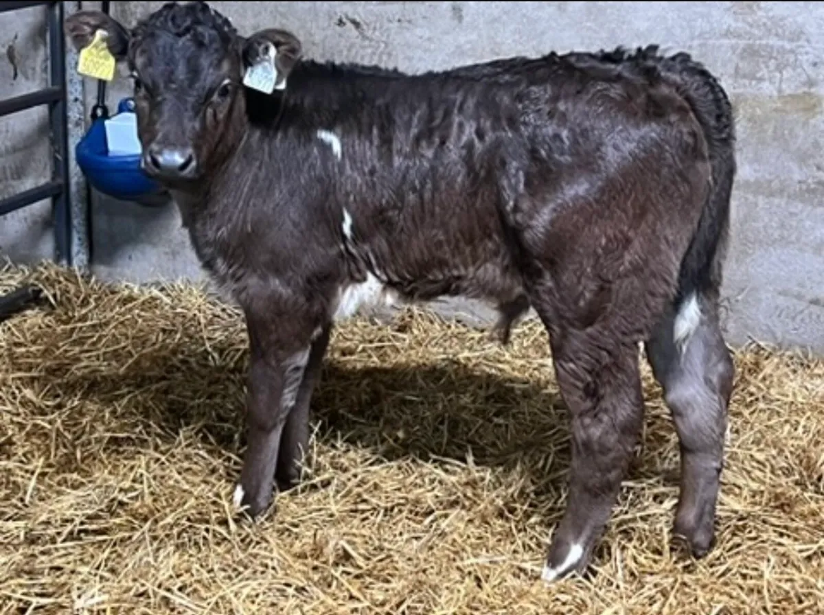 Limousin Calves - Image 4