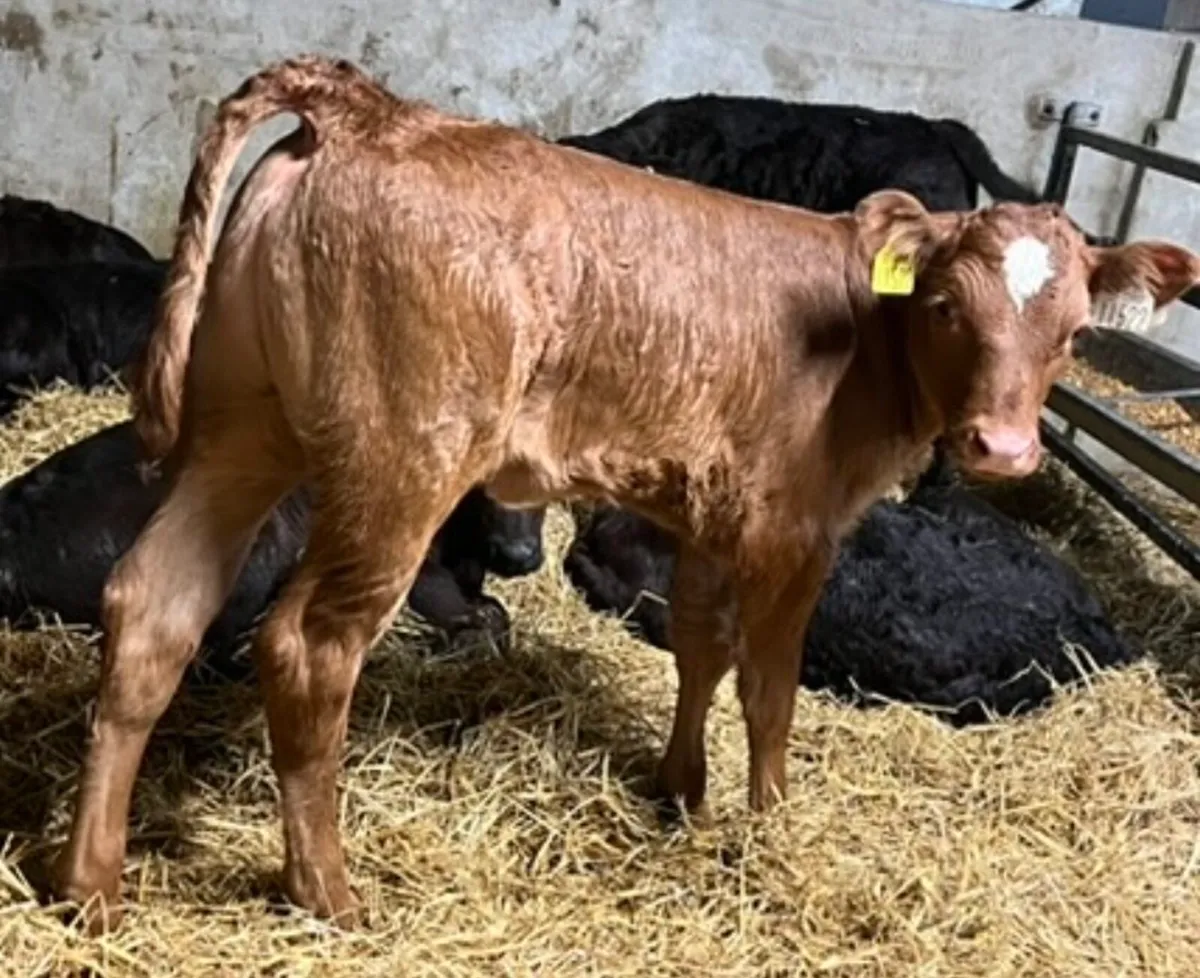 Limousin Calves - Image 2