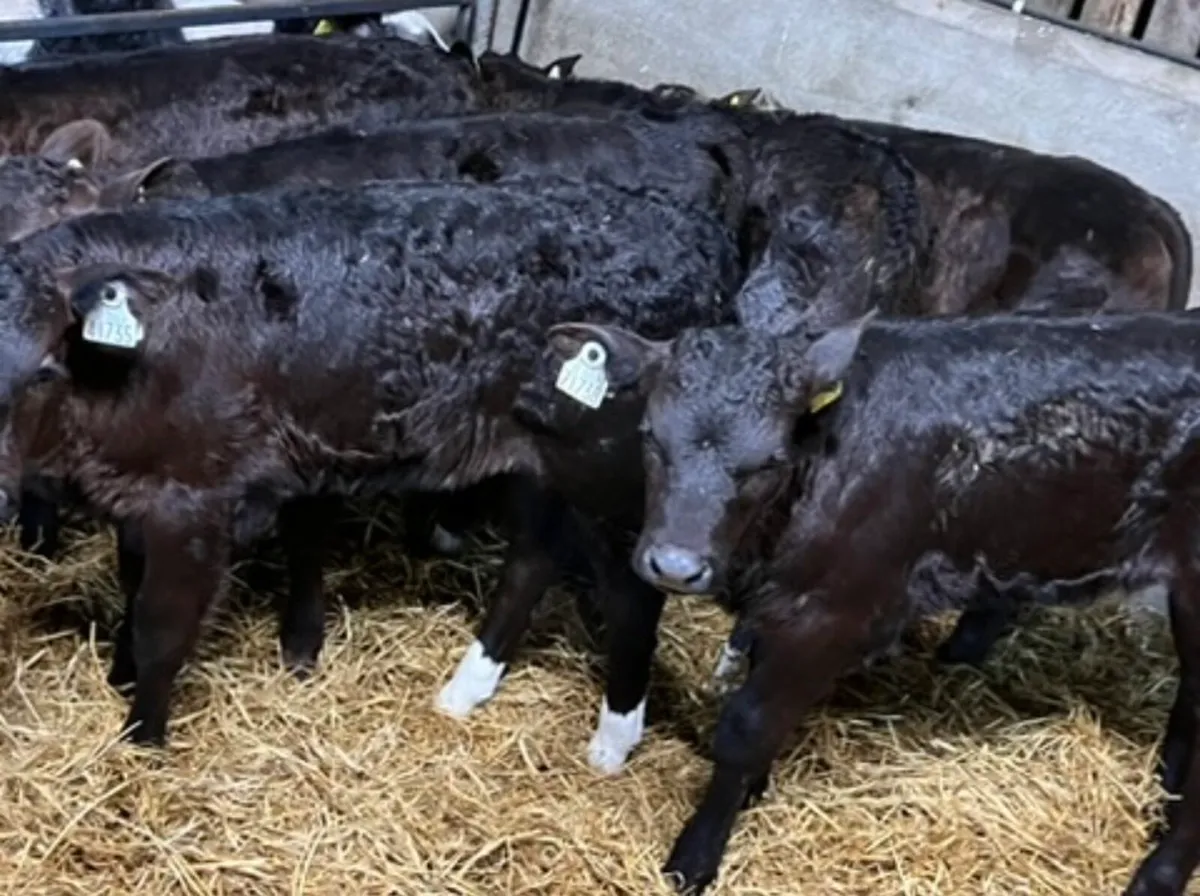 Limousin Calves - Image 3