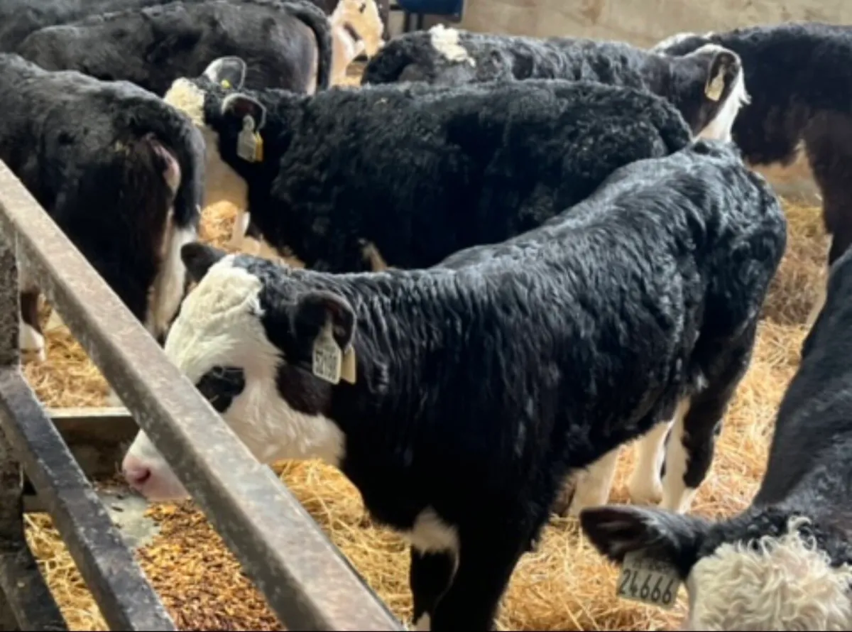 Quality Hereford Heifers - Image 3