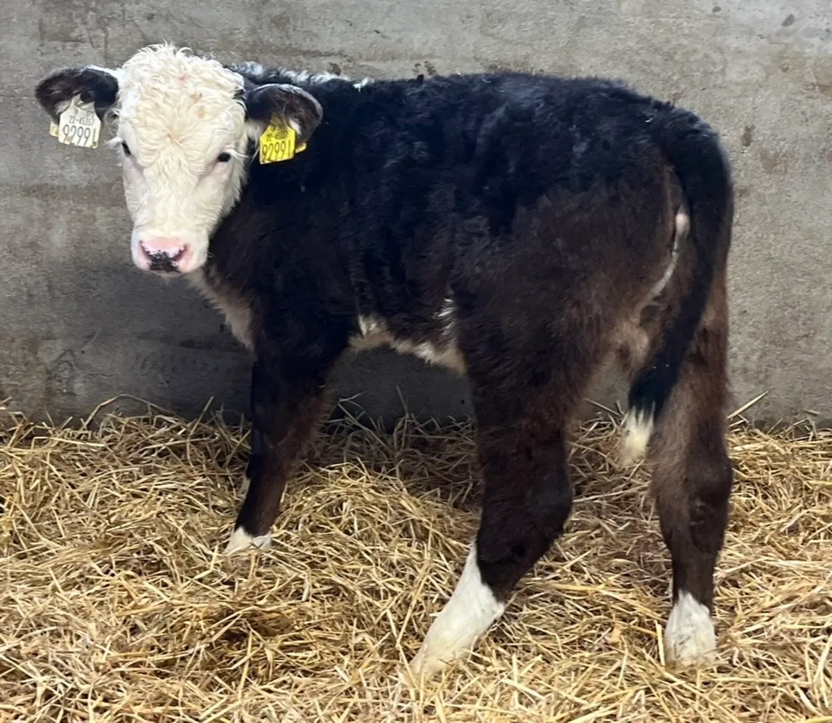 Quality Hereford Heifers - Image 4