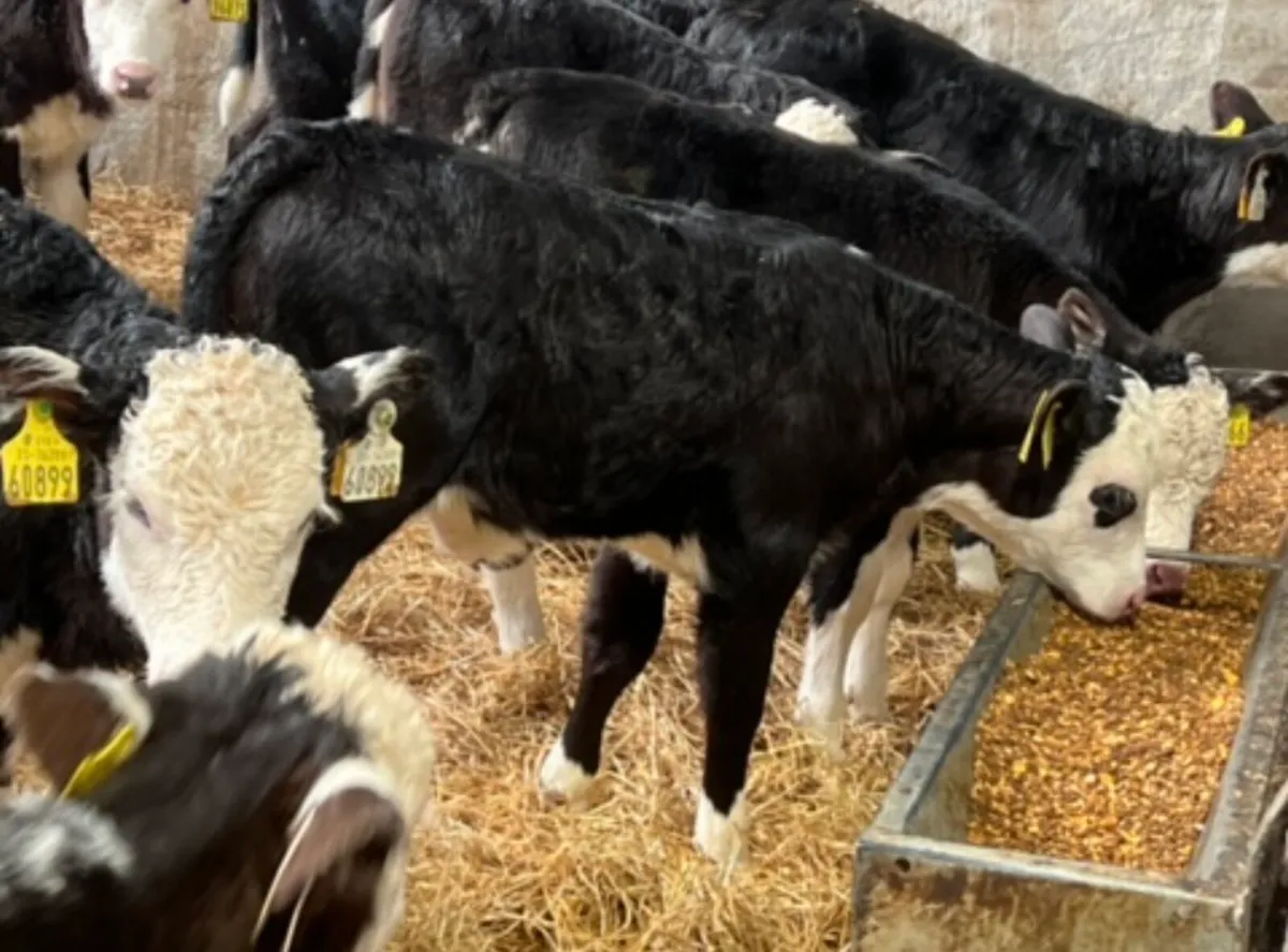 Quality Hereford Heifers - Image 1