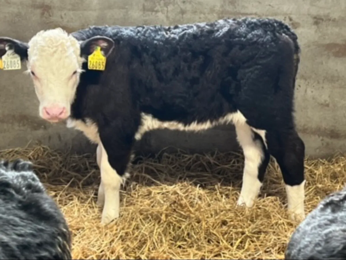 Quality Hereford Heifers - Image 2