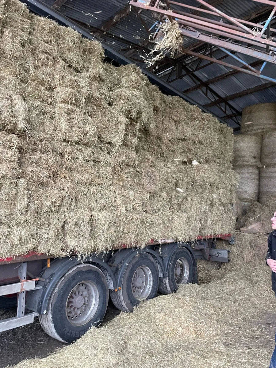 Hay and straw small square bales - Image 1