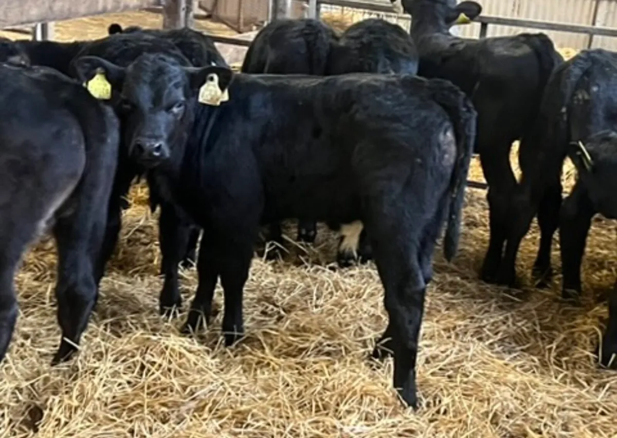 Smashing Aberdeen Angus Bulls - Image 1