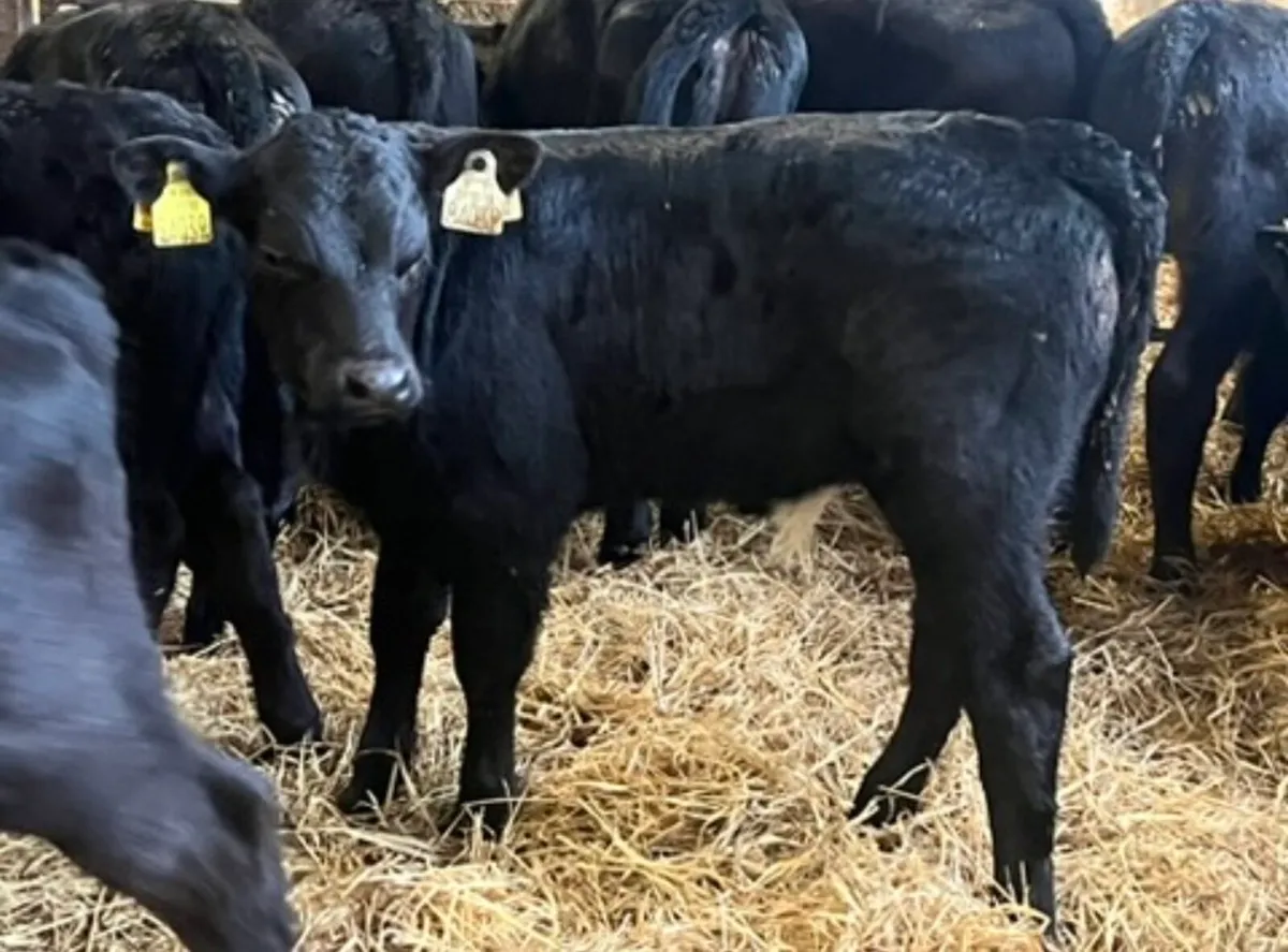 Smashing Aberdeen Angus Bulls - Image 2